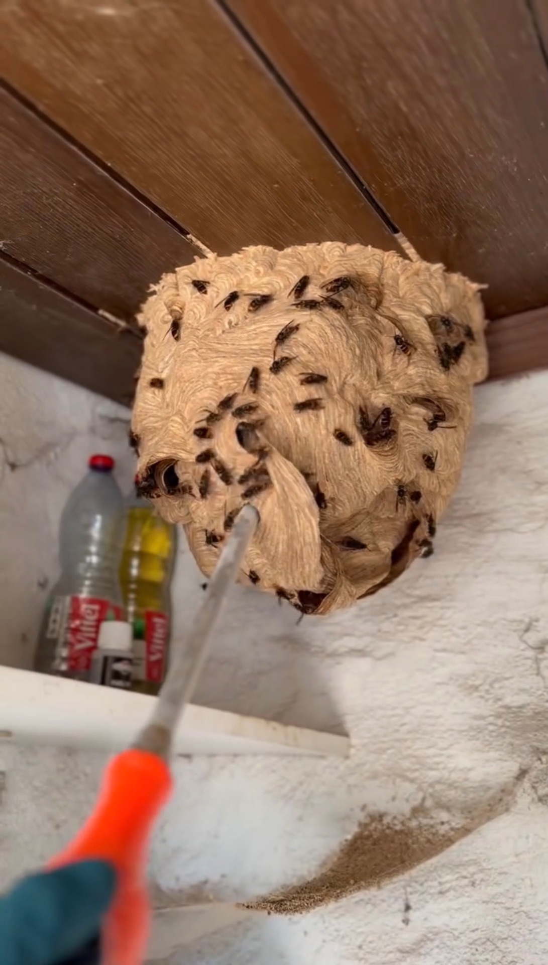 Destruction d'un nid de frelons asiatiques à Chaumont (Brottes) par G&F Nuisibles